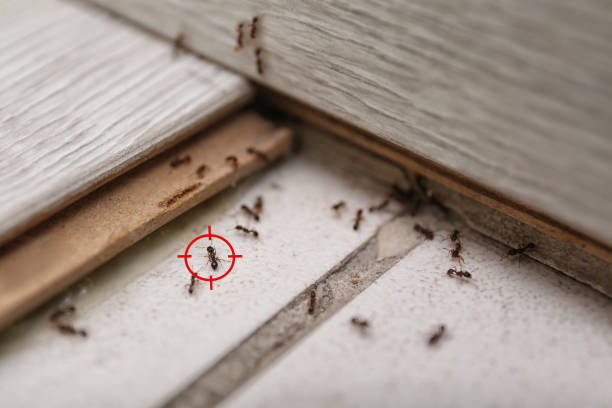 Pest Control Cost in Verandah, FL